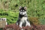 ALASKAN MALAMUTE 003